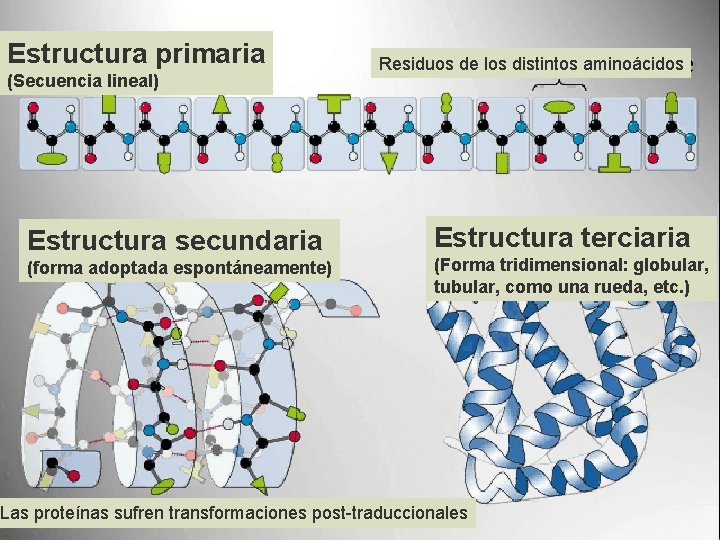 Estructura primaria (Secuencia lineal) Estructura secundaria (forma adoptada espontáneamente) Residuos de los distintos aminoácidos Estructura primaria (Secuencia lineal) Estructura secundaria (forma adoptada espontáneamente) Residuos de los distintos aminoácidos