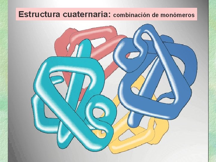 Estructura cuaternaria: combinación de monómeros Estructura cuaternaria: combinación de monómeros