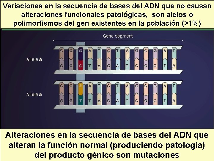 Variaciones en la secuencia de bases del ADN que no causan alteraciones funcionales patológicas, Variaciones en la secuencia de bases del ADN que no causan alteraciones funcionales patológicas,