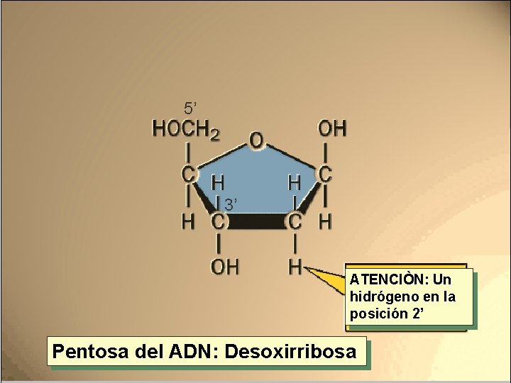 5’ 3’ ATENCIÒN: Un hidrógeno en la posición 2’ Pentosa del ADN: Desoxirribosa 5’ 3’ ATENCIÒN: Un hidrógeno en la posición 2’ Pentosa del ADN: Desoxirribosa
