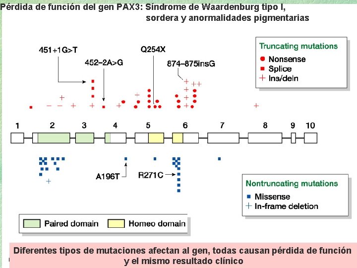 Pérdida de función del gen PAX 3: Síndrome de Waardenburg tipo I, sordera y Pérdida de función del gen PAX 3: Síndrome de Waardenburg tipo I, sordera y