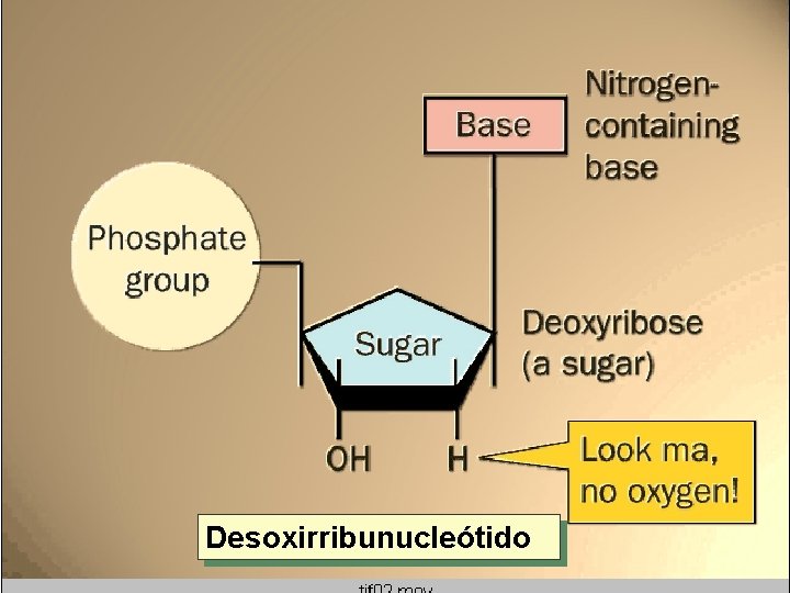 Desoxirribunucleótido Desoxirribunucleótido