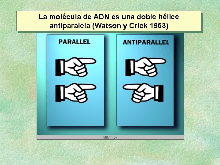 La molécula de ADN es una doble hélice antiparalela (Watson y Crick 1953) La molécula de ADN es una doble hélice antiparalela (Watson y Crick 1953)