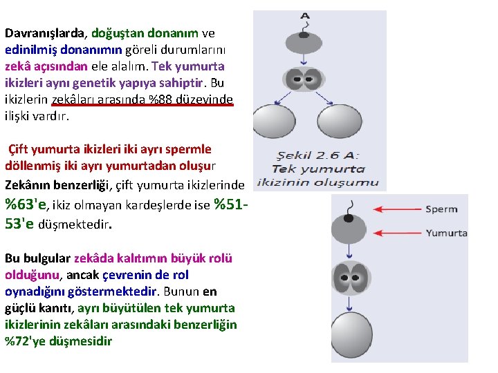 Davranışlarda, doğuştan donanım ve edinilmiş donanımın göreli durumlarını zekâ açısından ele alalım. Tek yumurta