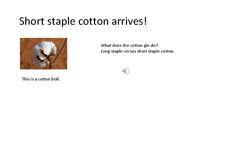 Short staple cotton arrives! What does the cotton gin do? Long staple versus short