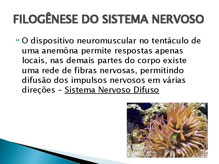 FILOGÊNESE DO SISTEMA NERVOSO O dispositivo neuromuscular no tentáculo de uma anemôna permite respostas