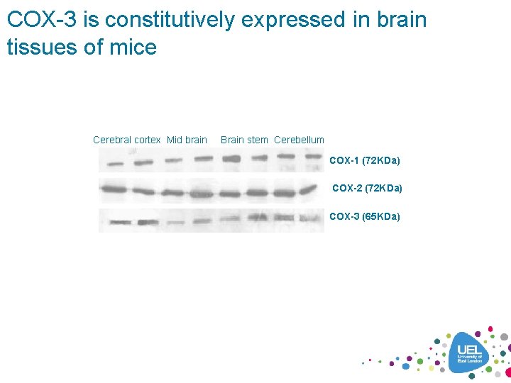 COX-3 is constitutively expressed in brain tissues of mice Cerebral cortex Mid brain Brain