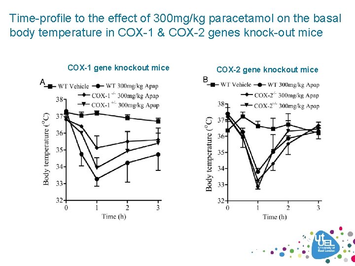 Time-profile to the effect of 300 mg/kg paracetamol on the basal body temperature in