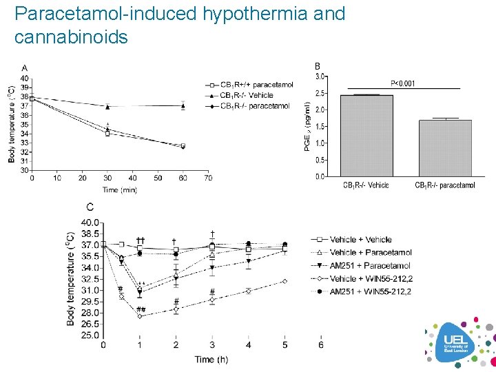 Paracetamol-induced hypothermia and cannabinoids 