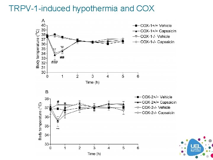 TRPV-1 -induced hypothermia and COX 