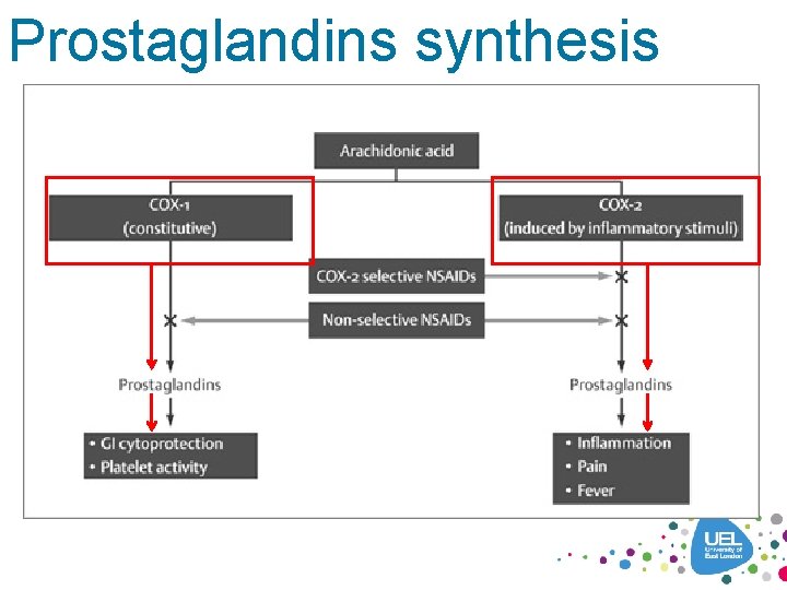 Prostaglandins synthesis 