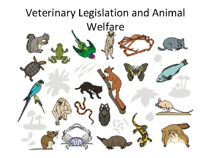 Veterinary Legislation and Animal Welfare 