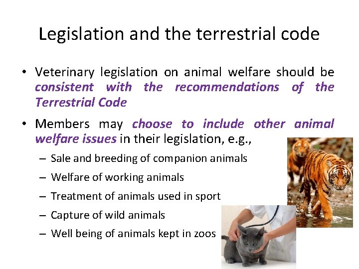 Legislation and the terrestrial code • Veterinary legislation on animal welfare should be consistent