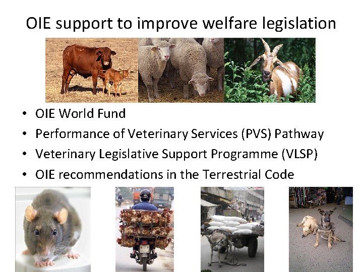 OIE support to improve welfare legislation • • OIE World Fund Performance of Veterinary