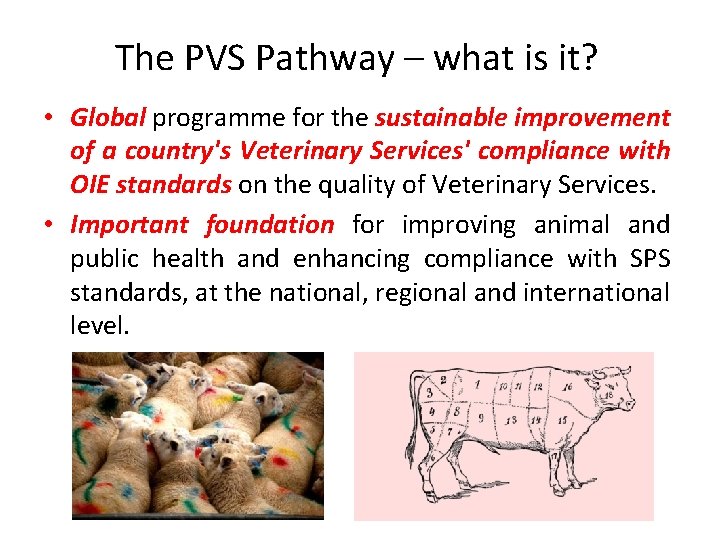 The PVS Pathway – what is it? • Global programme for the sustainable improvement