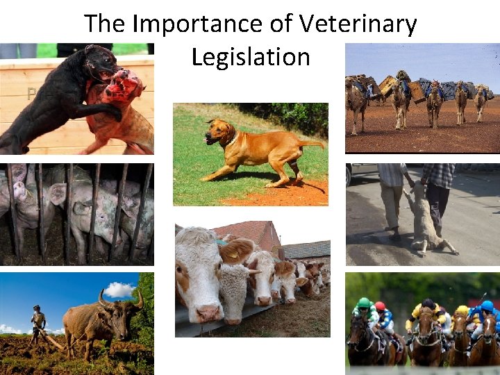 The Importance of Veterinary Legislation 