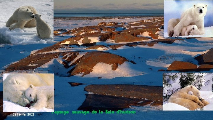 28 février 2021 Paysage sauvage de la Baie d’hudson 