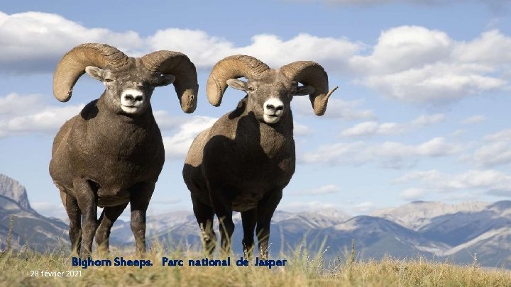 Bighorn Sheeps. Parc national de Jasper 28 février 2021 