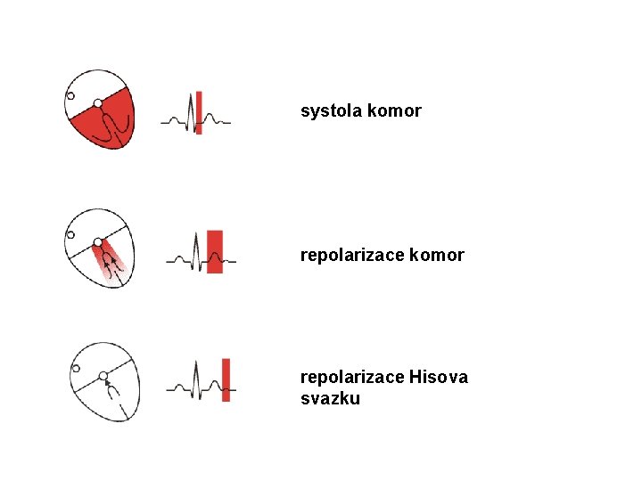 systola komor repolarizace Hisova svazku 