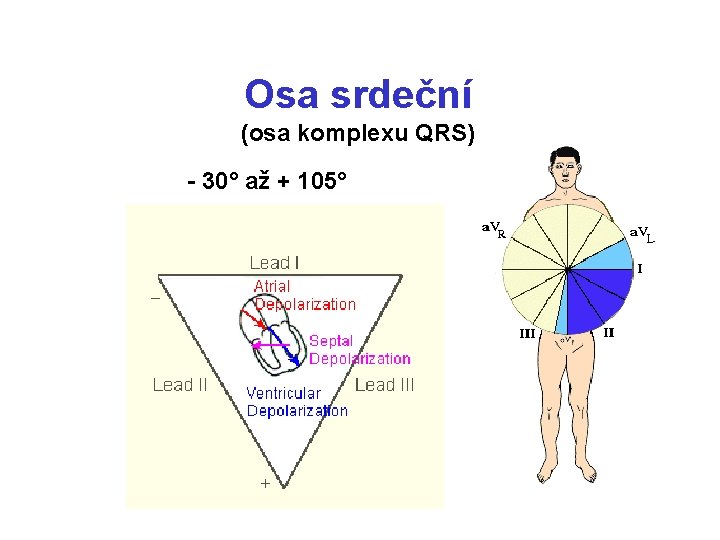 Osa srdeční (osa komplexu QRS) - 30° až + 105° 