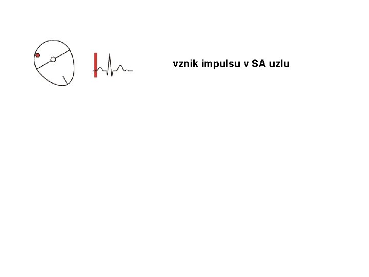 vznik impulsu v SA uzlu 