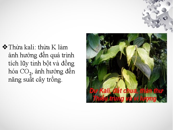 v Thừa kali: thừa K làm ảnh hưởng đến quá trình tích lũy tinh