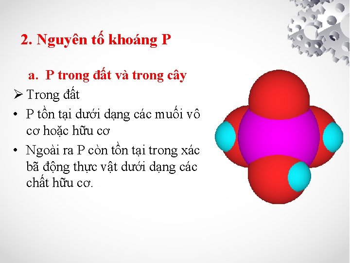 2. Nguyên tố khoáng P a. P trong đất và trong cây Ø Trong