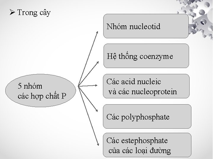 Ø Trong cây Nhóm nucleotid Hệ thống coenzyme 5 nhóm các hợp chất P