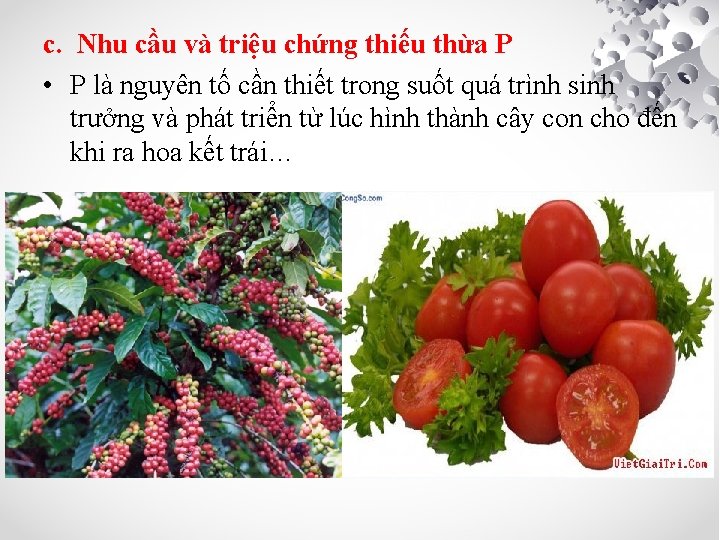 c. Nhu cầu và triệu chứng thiếu thừa P • P là nguyên tố