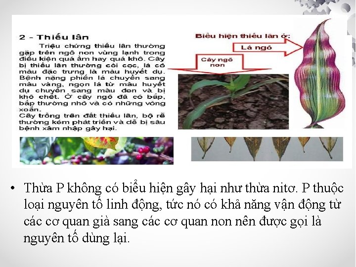  • Thừa P không có biểu hiện gây hại như thừa nitơ. P