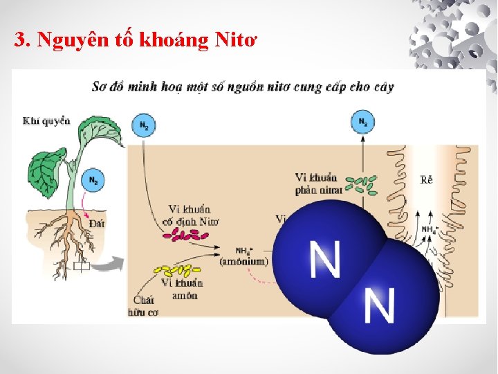 3. Nguyên tố khoáng Nitơ a. Nitơ trong không khí • Nitơ phân tử