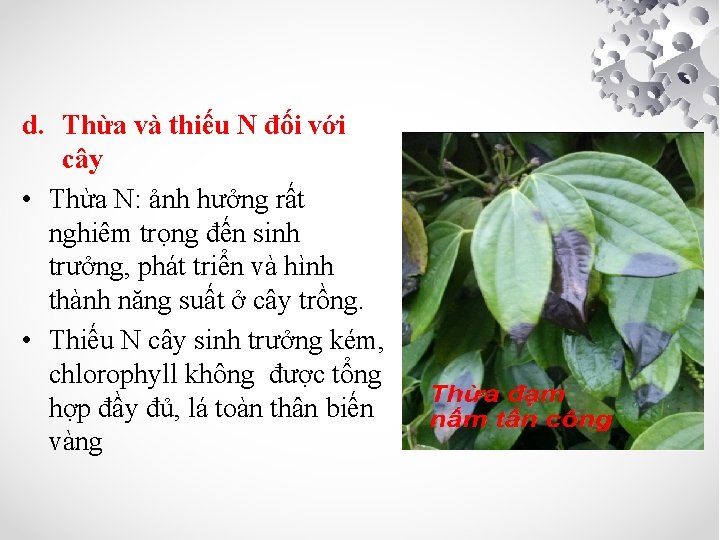 d. Thừa và thiếu N đối với cây • Thừa N: ảnh hưởng rất