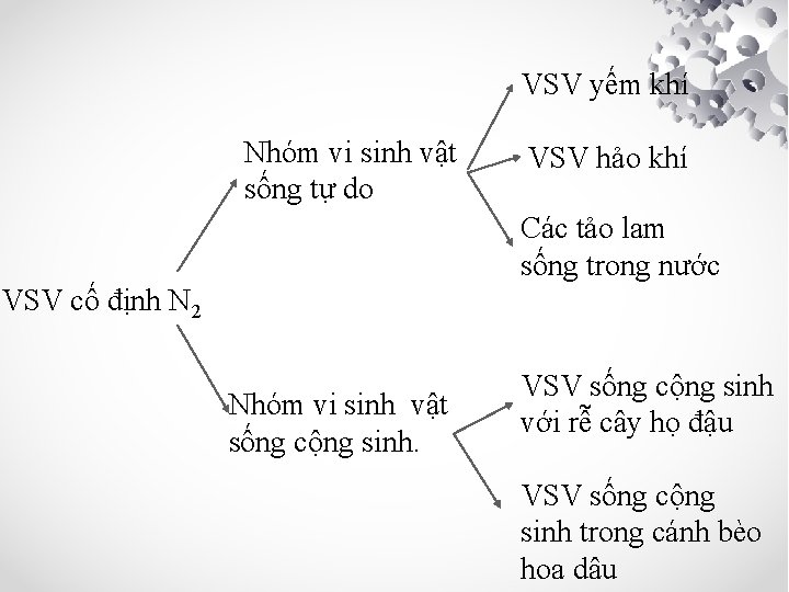 VSV yếm khí Nhóm vi sinh vật sống tự do VSV hảo khí Các