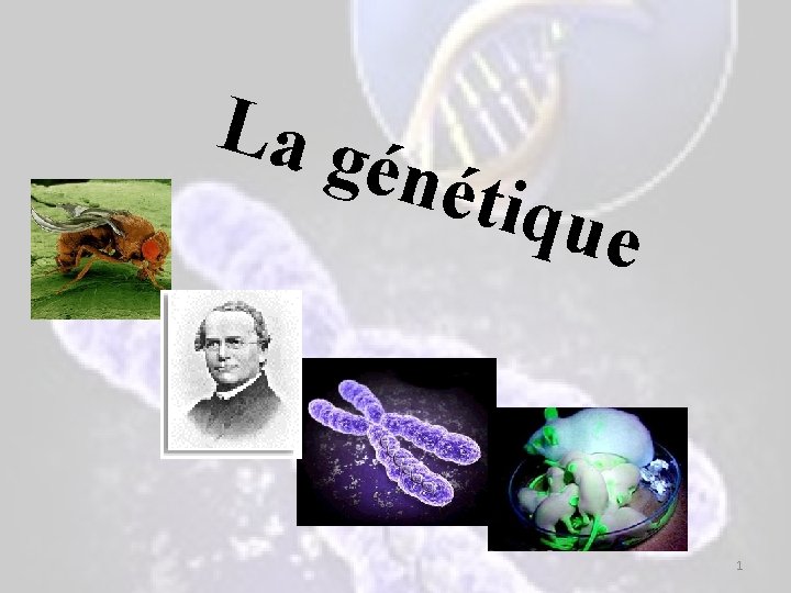 La g énét iq ue 1 La g énét iq ue 1