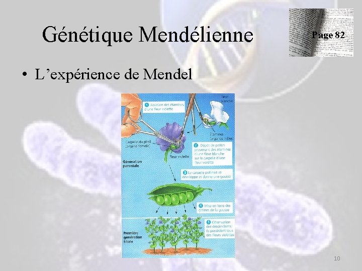 Génétique Mendélienne Page 82 • L’expérience de Mendel 10 Génétique Mendélienne Page 82 • L’expérience de Mendel 10