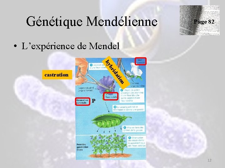 Génétique Mendélienne Page 82 • L’expérience de Mendel rid b hy on ati castration Génétique Mendélienne Page 82 • L’expérience de Mendel rid b hy on ati castration