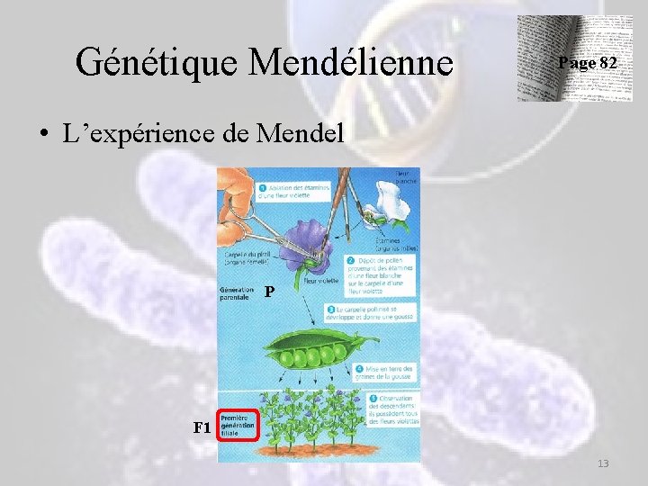 Génétique Mendélienne Page 82 • L’expérience de Mendel P F 1 13 Génétique Mendélienne Page 82 • L’expérience de Mendel P F 1 13