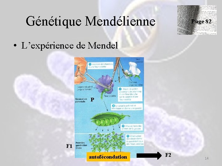 Génétique Mendélienne Page 82 • L’expérience de Mendel P F 1 autofécondation F 2 Génétique Mendélienne Page 82 • L’expérience de Mendel P F 1 autofécondation F 2
