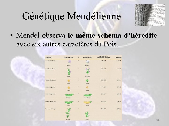 Génétique Mendélienne • Mendel observa le même schéma d’hérédité avec six autres caractères du Génétique Mendélienne • Mendel observa le même schéma d’hérédité avec six autres caractères du