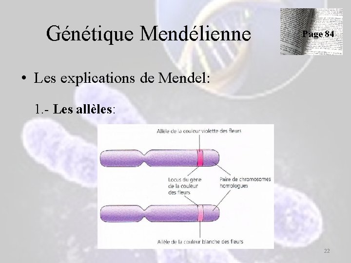 Génétique Mendélienne Page 84 • Les explications de Mendel: 1. - Les allèles: 22 Génétique Mendélienne Page 84 • Les explications de Mendel: 1. - Les allèles: 22