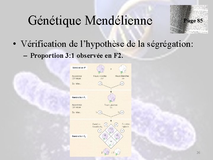 Génétique Mendélienne Page 85 • Vérification de l’hypothèse de la ségrégation: – Proportion 3: Génétique Mendélienne Page 85 • Vérification de l’hypothèse de la ségrégation: – Proportion 3: