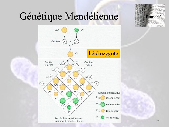 Génétique Mendélienne Page 87 hétérozygote 32 Génétique Mendélienne Page 87 hétérozygote 32