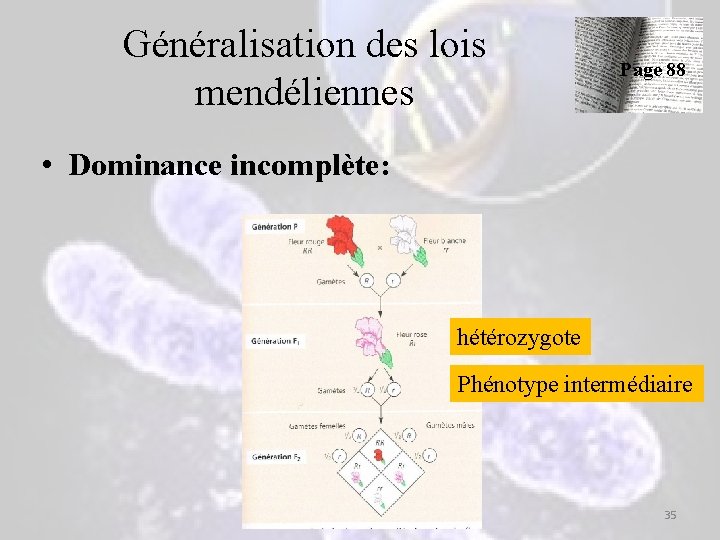 Généralisation des lois mendéliennes Page 88 • Dominance incomplète: hétérozygote Phénotype intermédiaire 35 Généralisation des lois mendéliennes Page 88 • Dominance incomplète: hétérozygote Phénotype intermédiaire 35