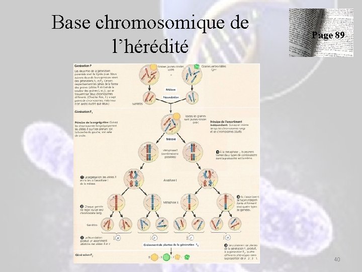 Base chromosomique de l’hérédité Page 89 40 Base chromosomique de l’hérédité Page 89 40