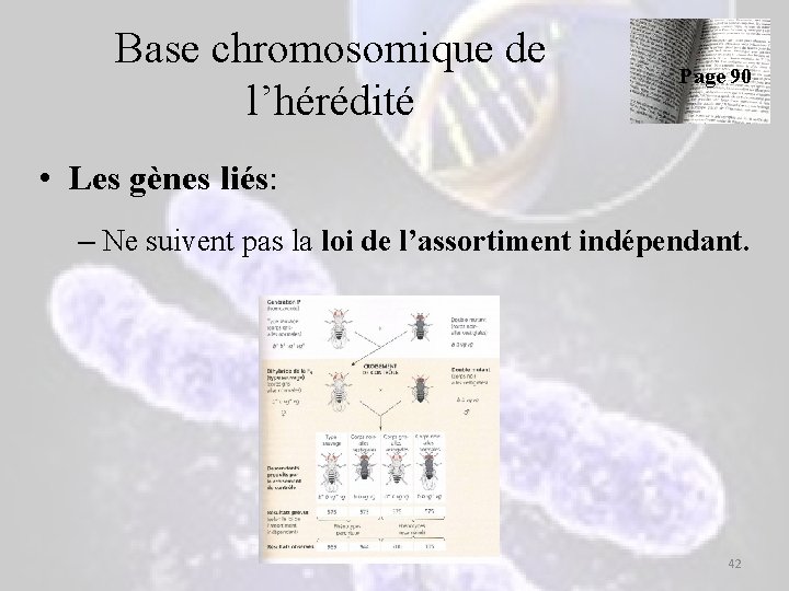 Base chromosomique de l’hérédité Page 90 • Les gènes liés: – Ne suivent pas Base chromosomique de l’hérédité Page 90 • Les gènes liés: – Ne suivent pas