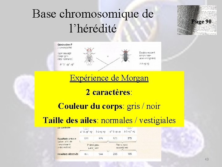 Base chromosomique de l’hérédité Page 90 Expérience de Morgan 2 caractères: Couleur du corps: Base chromosomique de l’hérédité Page 90 Expérience de Morgan 2 caractères: Couleur du corps: