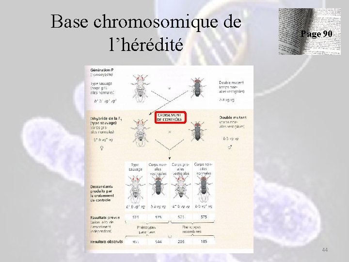Base chromosomique de l’hérédité Page 90 44 Base chromosomique de l’hérédité Page 90 44