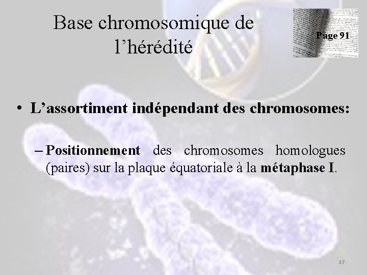 Base chromosomique de l’hérédité Page 91 • L’assortiment indépendant des chromosomes: – Positionnement des Base chromosomique de l’hérédité Page 91 • L’assortiment indépendant des chromosomes: – Positionnement des