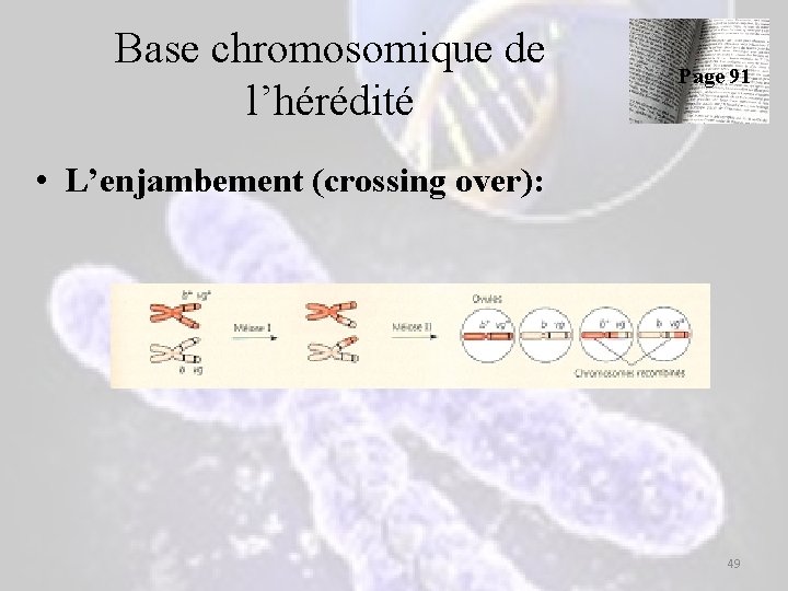 Base chromosomique de l’hérédité Page 91 • L’enjambement (crossing over): 49 Base chromosomique de l’hérédité Page 91 • L’enjambement (crossing over): 49