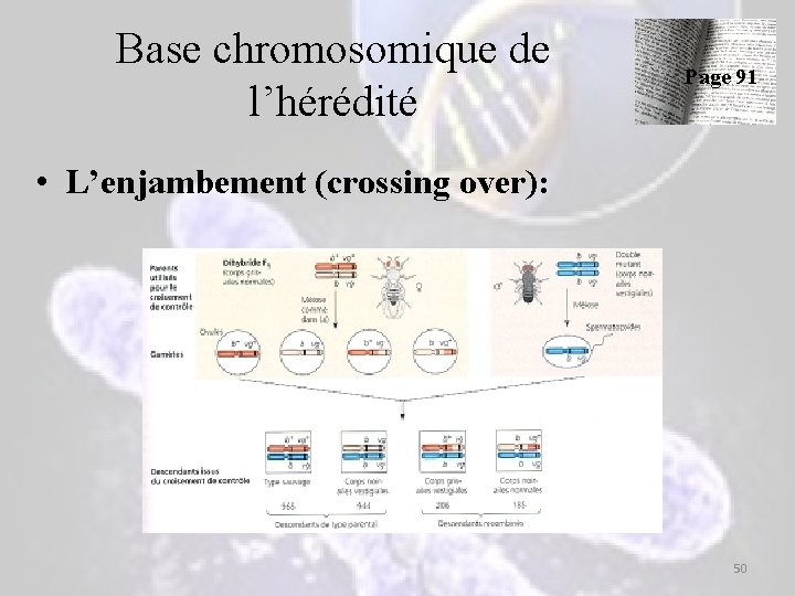 Base chromosomique de l’hérédité Page 91 • L’enjambement (crossing over): 50 Base chromosomique de l’hérédité Page 91 • L’enjambement (crossing over): 50